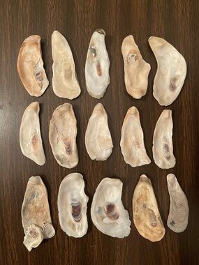 3-4” Oyster Shells (15)- Cleaned/Ready for Jewelry Dishes, Decoupage, and Crafts